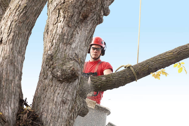 Best Stump Grinding and Removal  in Florence, TX